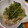 comma's cooksnap of when they made 鶏手羽とカブの煮物.