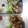 seitagu☆☆'s cooksnap of when they made 愛デア！粉末ソースde揚げちくわ.