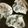 jagao's cooksnap of when they made ニラとベーコンの小麦粉焼き.