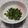 コネコリン's cooksnap of when they made 思い出の味、義理母の大根菜の味噌炒め.