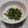 コネコリン's cooksnap of when they made 思い出の味、義理母の大根菜の味噌炒め.