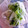 いせご's cooksnap of when they made 大根の千切り漬物.