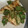 ぶーたーこー's cooksnap of when they made 鶏むね肉とピーマンのマヨごま炒め.