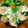 Dinfluence's cooksnap of when they made 炙りサーモン丼.
