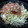 いおこと's cooksnap of when they made 大根の皮でさっぱり梅がつお★.