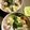リープリヒ's cooksnap of when they made 超簡単...丼で...6分...親子丼.