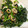 ☆ayami☆26's cooksnap of when they made ほうれん草とちくわのナムル.
