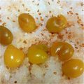 ☆☆☆あんこ☆☆☆'s cooksnap of when they made 即席♪銀杏飯☆.
