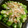 ★きんかん★'s cooksnap of when they made おくらのかつお節和え.