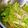 みっちゃんまめ's cooksnap of when they made わさびが最高♪レタスと水菜のサラダ♪.