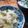 Jock's cooksnap of when they made 季節限定☆破竹と木の芽のおすし.