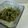 りんばたまま's cooksnap of when they made 豆苗のおひたし.