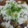 ぐりぱん's cooksnap of when they made 安くてお手軽♪牛のみぞれ鍋.