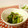 ローズレース's cooksnap of when they made 簡単☆さっぱり☆塩かぶの葉.