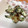 がっつママ's cooksnap of when they made 里芋と長ねぎの青のりバター炒め.