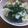 ひろと＾＿＾ママ's cooksnap of when they made 干し椎茸のくずあん.