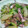 ゆき＆はるちゃん's cooksnap of when they made イカとセロリの塩炒め.