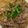 makomicky's cooksnap of when they made お家で♪牛丼.
