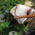 あやちろげ's cooksnap of when they made ぶりしゃぶ.