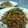 ニコニコまっきー's cooksnap of when they made ひき肉納豆で！豚キムゴーヤーチャンプルー.