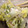 タムソン's cooksnap of when they made 白菜と豚肉の酒蒸し.