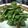 クック4XK7PS☆'s cooksnap of when they made たらの芽とこごみのペペロンチーノ♪.