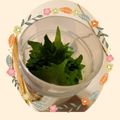 ダッフィーニーうに's cooksnap of when they made 大葉 青じその保存.