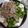 みきぶぅぶぅ's cooksnap of when they made 家事ヤロウ★★★豆腐じゃこニラだれ.