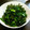 haruka0000's cooksnap of when they made ほうれん草とのりのナムル.