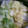 料理作造's cooksnap of when they made 白菜と豚肉のミルフィーユpart2.