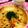 まりんごっこ's cooksnap of when they made 3ステップ♪サーモンと大葉の和風パスタ.