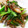 horseland's cooksnap of when they made 小松菜とまいたけの野菜炒め.