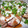 nori-kun's cooksnap of when they made 簡単旨い！まぐろステーキ.