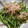 P-K23's cooksnap of when they made ささげと大葉のさっぱり炒め.