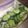 こうぶんママ's cooksnap of when they made 食べて納得にんにく香る塩麹きゅうりの漬物.