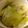 向日葵くっく's cooksnap of when they made ルクエで野菜ごろごろロールキャベツ.
