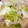 itumogenki's cooksnap of when they made 豆腐と白菜のとろとろ煮.