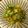 チョモチョモ's cooksnap of when they made 簡単和え物！　オクラとなめたけ　茹で方.