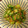 チョモチョモ's cooksnap of when they made 簡単和え物！　オクラとなめたけ　茹で方.