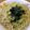 junko-mako's cooksnap of when they made アボカドとツナの和風パスタ.