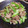 ちーろ５'s cooksnap of when they made 簡単☆激旨！豚肉とセロリの塩炒め.