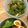 nichname's cooksnap of when they made 簡単☆春菊のサラダ.