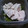 ベティのおかん's cooksnap of when they made 簡単！しっとり！ネギ塩鶏胸.