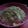 はなちゃん1019's cooksnap of when they made とろ～り♪ホットミルクわらび餅.