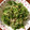 eee☆'s cooksnap of when they made 香菜ともやしの中華風甘酢和え.