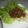 しゅんぺいのママ's cooksnap of when they made 肉みそサニーレタス包み♪.