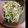 ema3's cooksnap of when they made 【簡単♪】枝豆と水菜のナムル風サラダ.