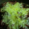 ももたろ子's cooksnap of when they made かなるンちのトマトの牛すき焼き.