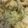 コイケ！'s cooksnap of when they made きのこの炊き込みご飯.