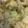 コイケ！'s cooksnap of when they made きのこの炊き込みご飯.